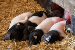 Schwein Gehabt