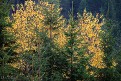 Strahlender Herbst