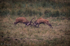 Hirschbrunft
