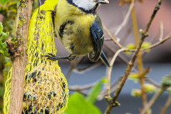 Blaumeise am Meisenknödel