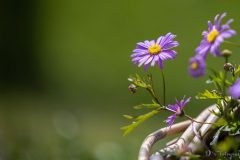 Testaufnahme Mit R6 und RF 70-200