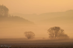 Morgennebel