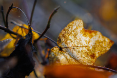 Das Goldene Blatt