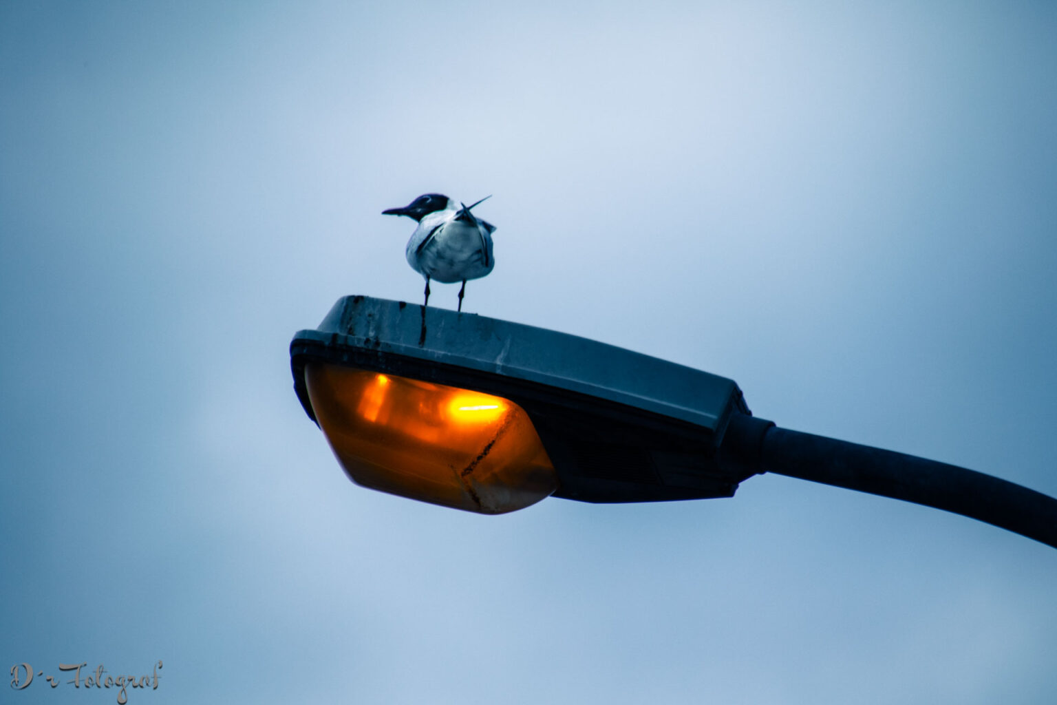 Bild zeigt eine Möwe mit schwarzem Kopf (Lachmöwe?) sitzt mit dem Rücken zum Betrachter auf einer Straßenlaterne, die warmes Licht aussendet, Die Möwe schaut nacch links, das Bild ist ausser dem warmen Licht der Straßenlaterne eher dunstig-blau.