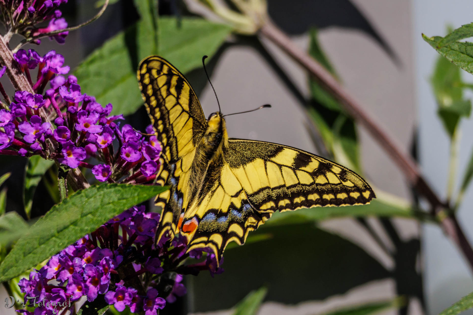 Besuch am Schmetterlingsflieder