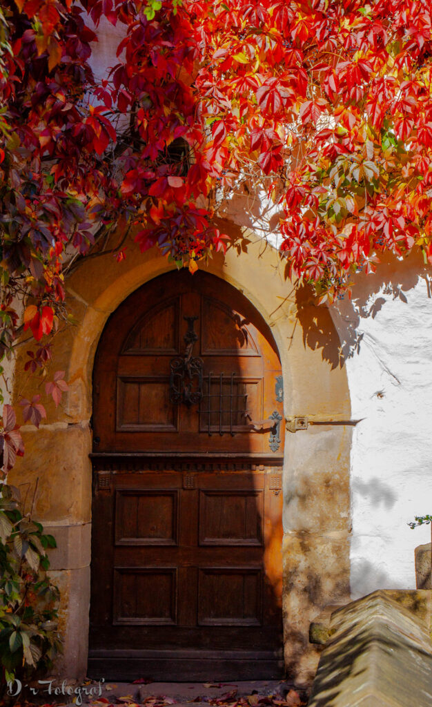 A wooden door with a round arch, overgrown with dense, autumn-colored red and orange grapevines.
